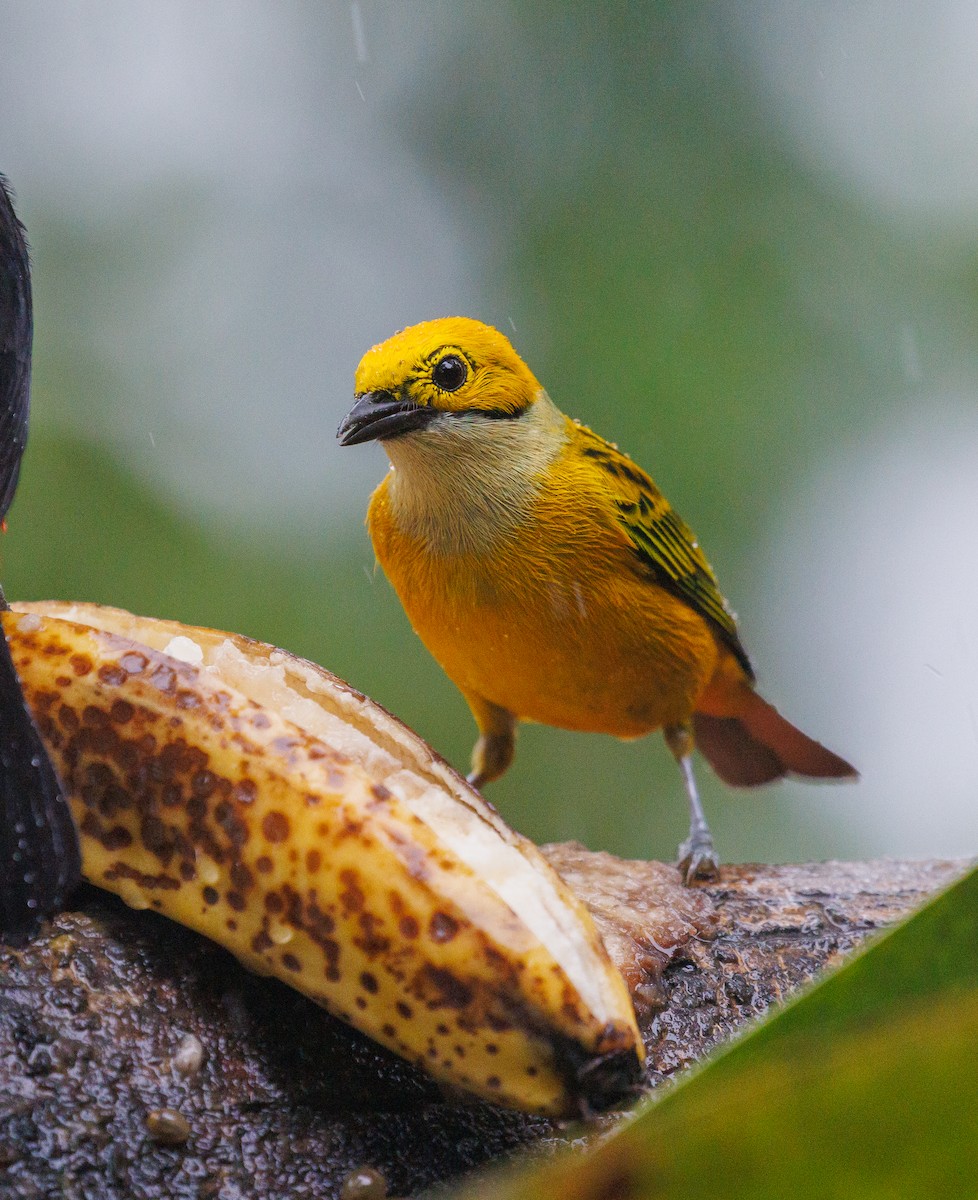 Silver-throated Tanager - ML647420095
