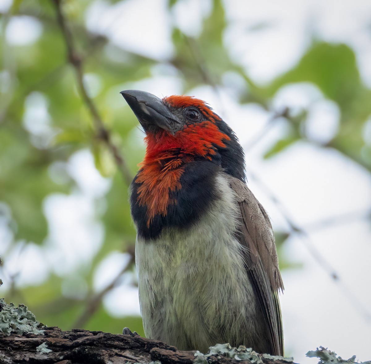 Лібія чорношия - ML647420105