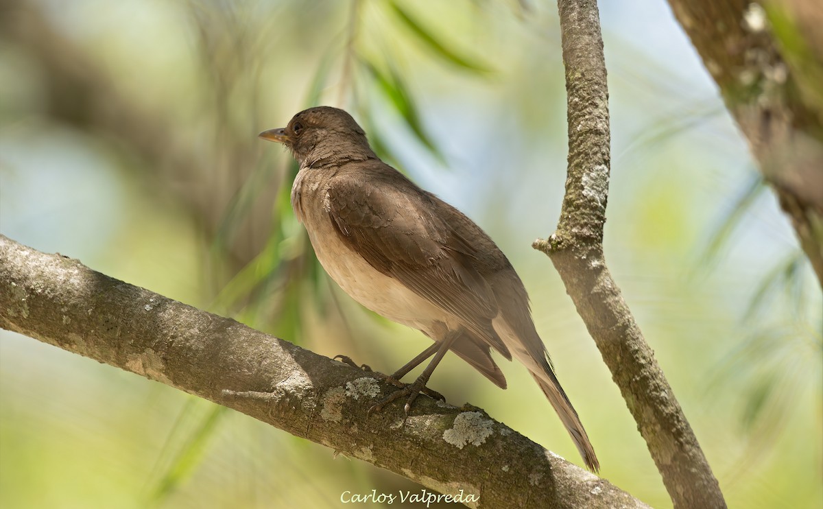 Creamy-bellied Thrush - ML647420118