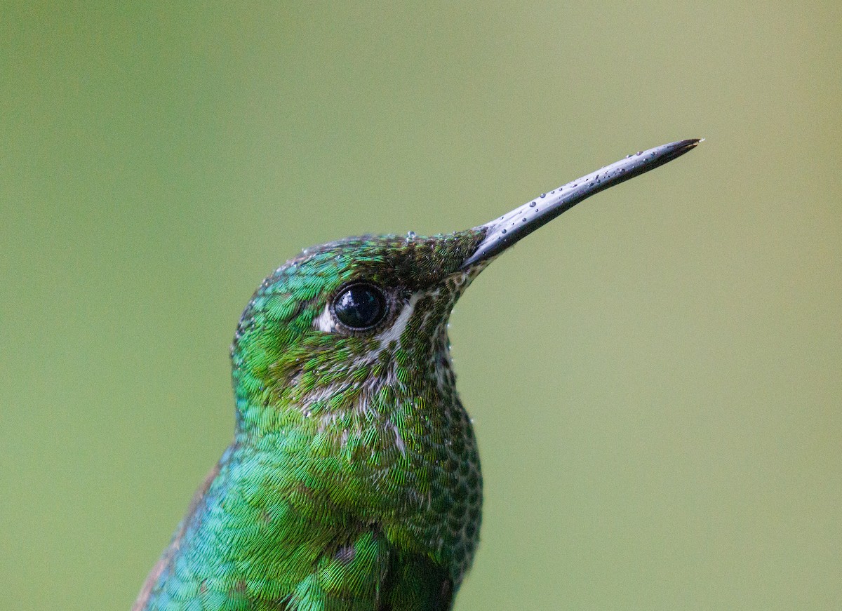 Green-crowned Brilliant - ML647420120