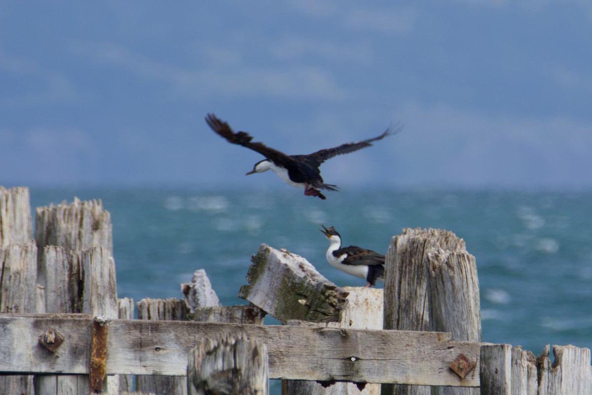 Imperial Cormorant - ML647420129