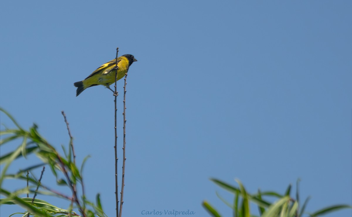Hooded Siskin - ML647420130