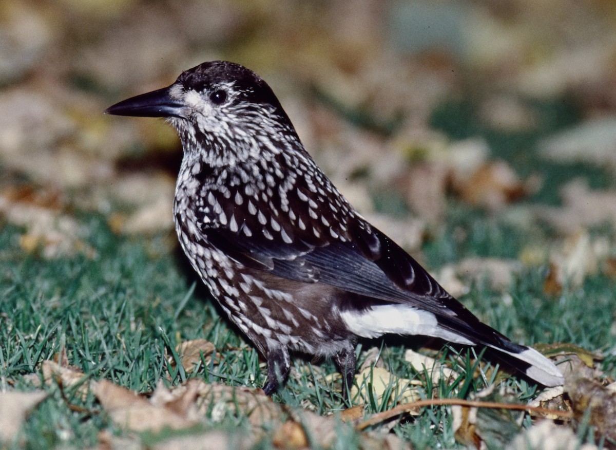 Northern Nutcracker - ML647420131