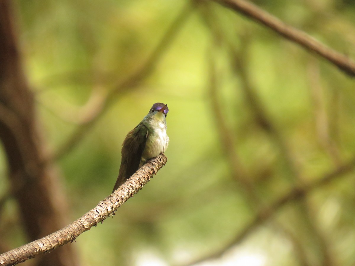 Azure-crowned Hummingbird - ML647420132