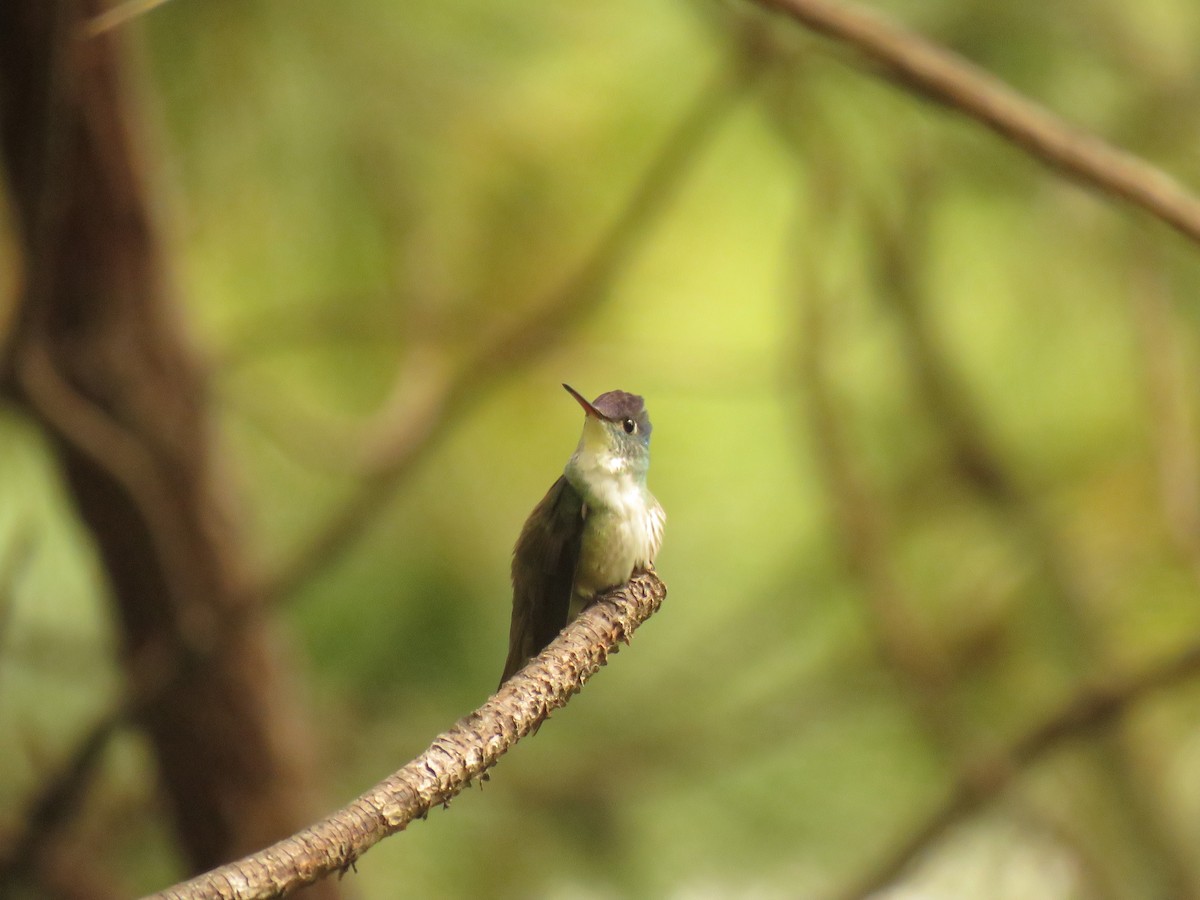 Azure-crowned Hummingbird - ML647420133