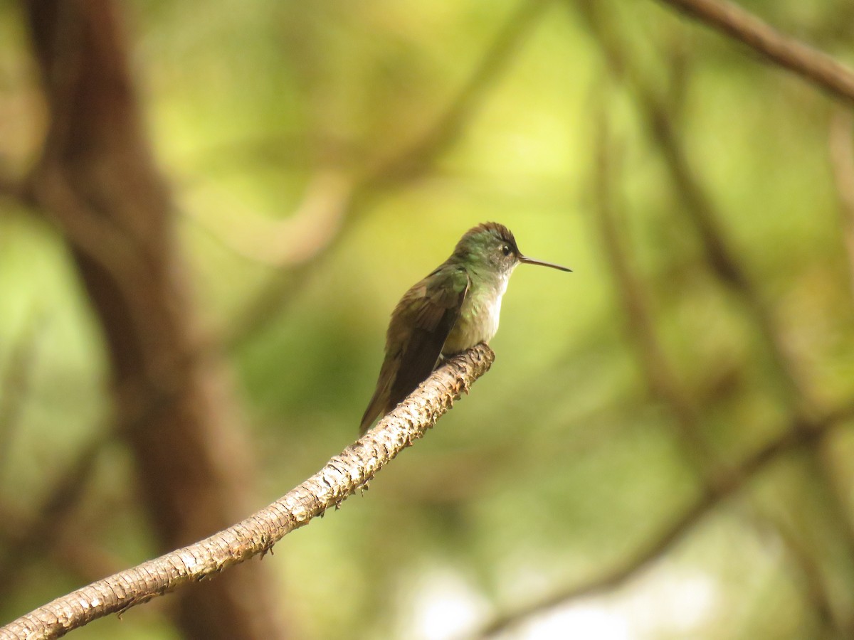 Azure-crowned Hummingbird - ML647420134