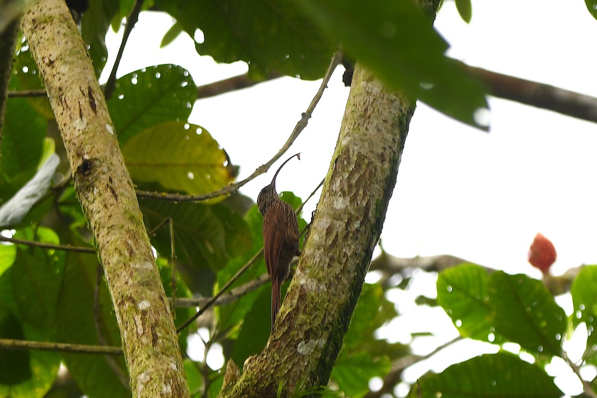 Red-billed Scythebill - ML647420135