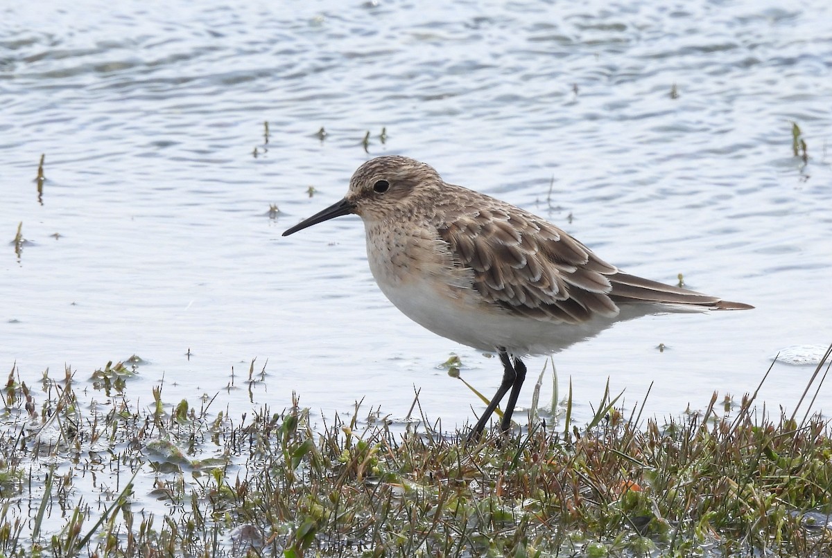 Baird's Sandpiper - ML647420137