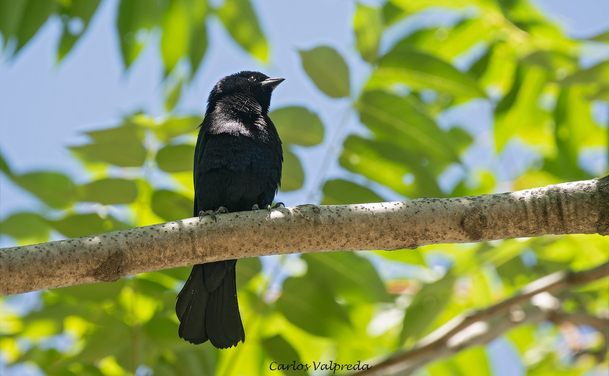 Screaming Cowbird - ML647420138