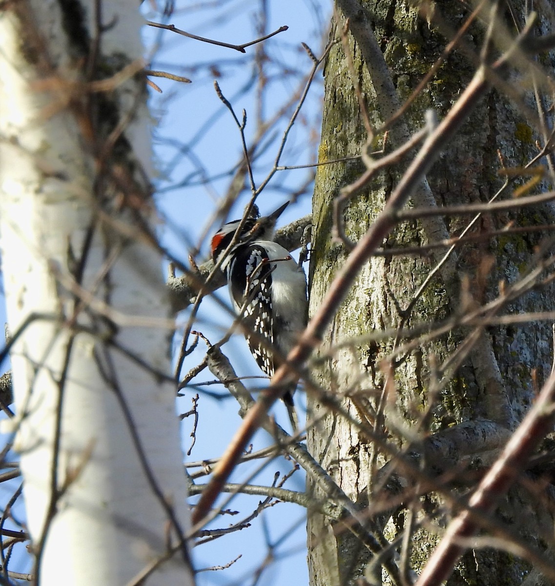 Hairy Woodpecker - ML647420141
