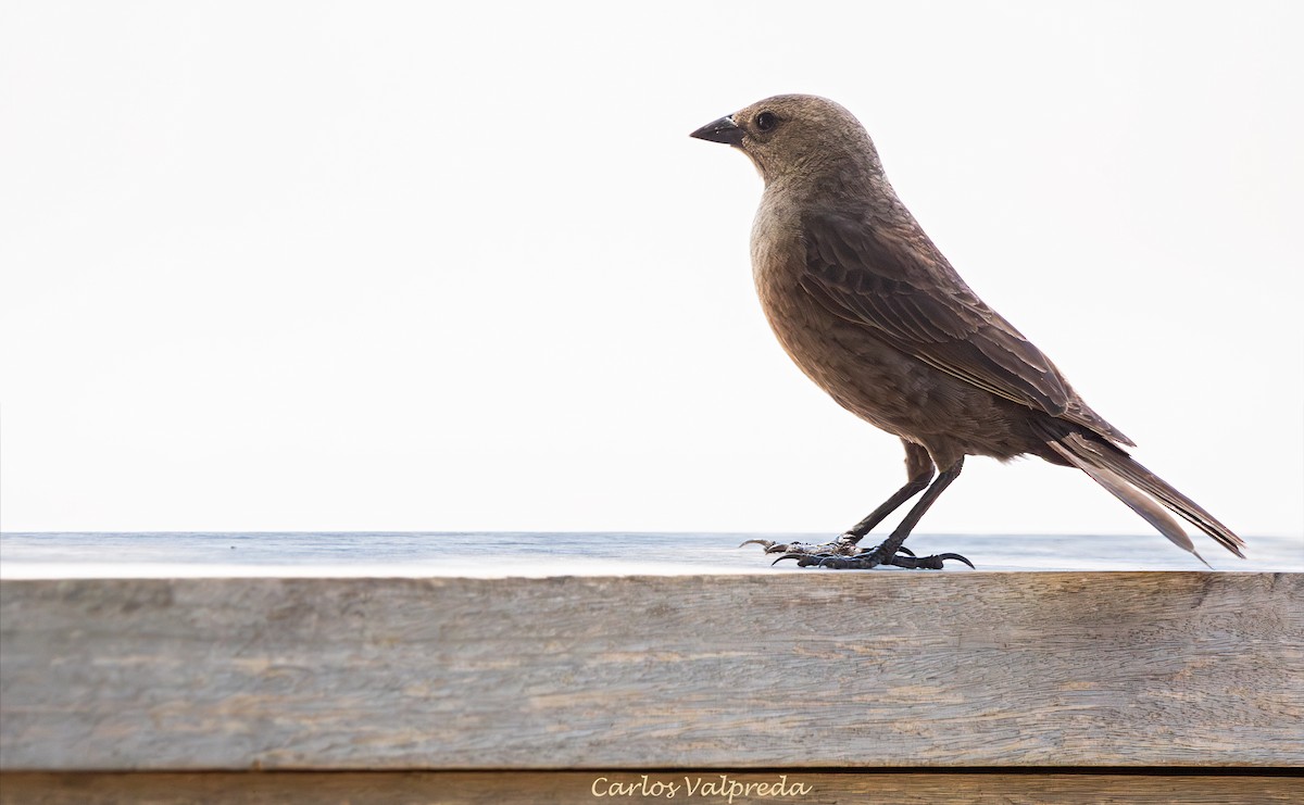 Shiny Cowbird - ML647420142