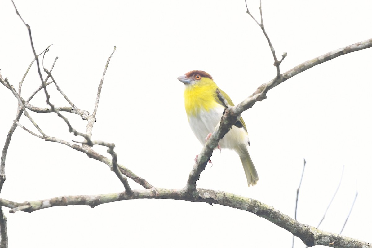 Rufous-browed Peppershrike - ML647420144