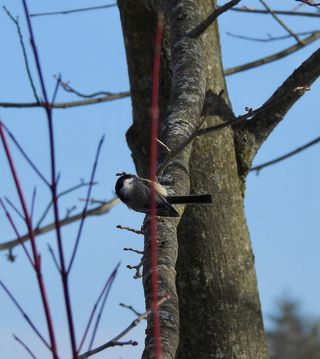 Black-capped Chickadee - ML647420145