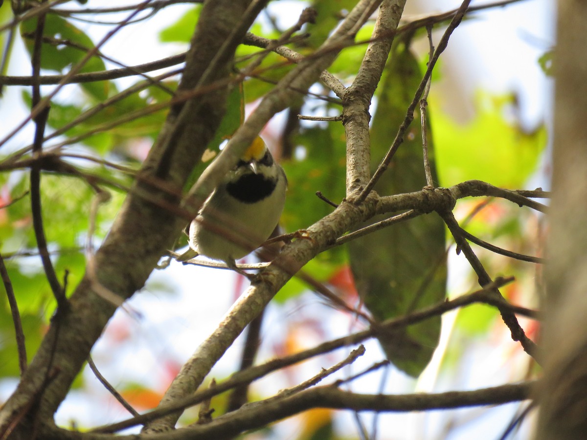 Golden-winged Warbler - ML647420146