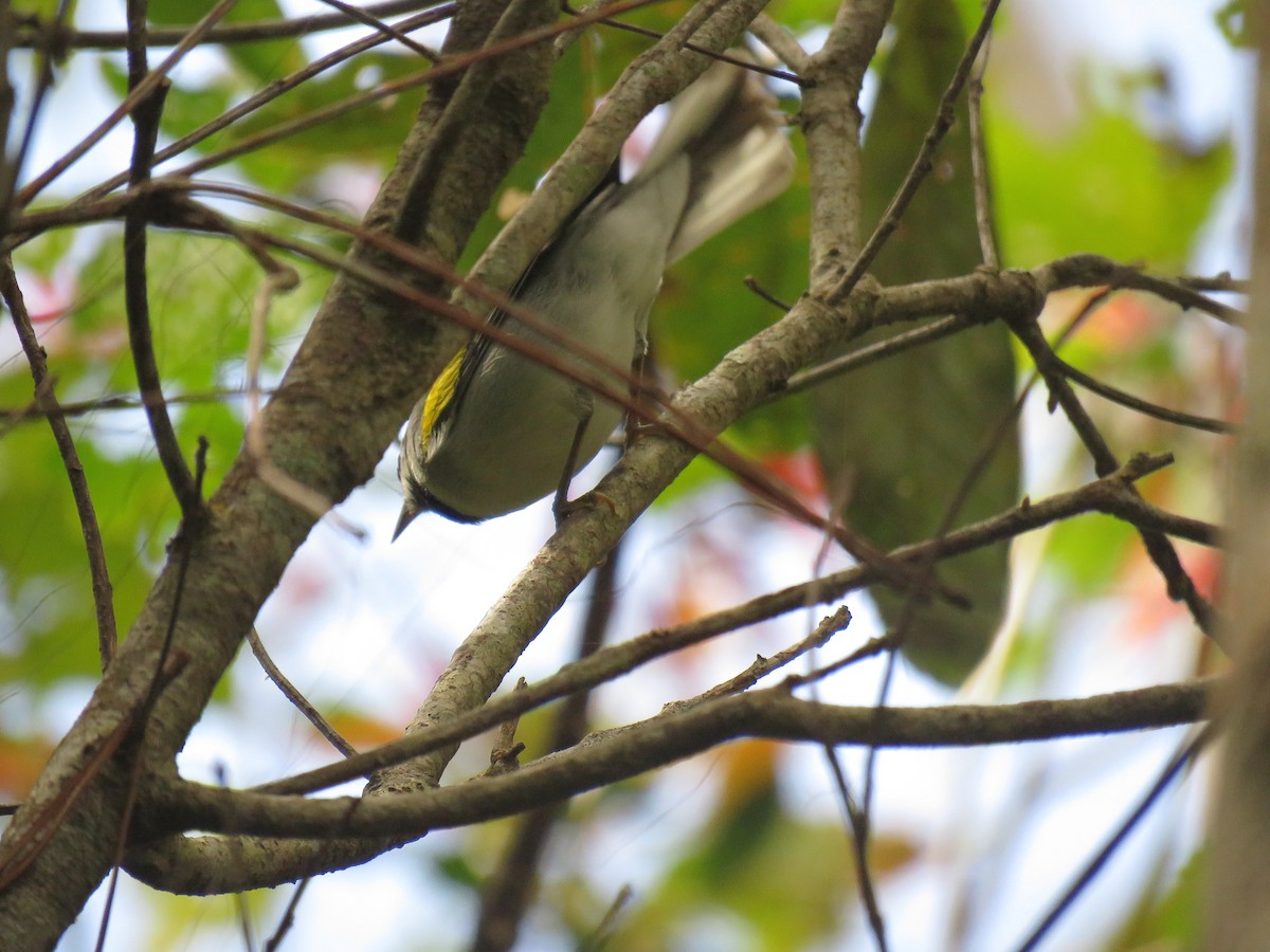 Golden-winged Warbler - ML647420147