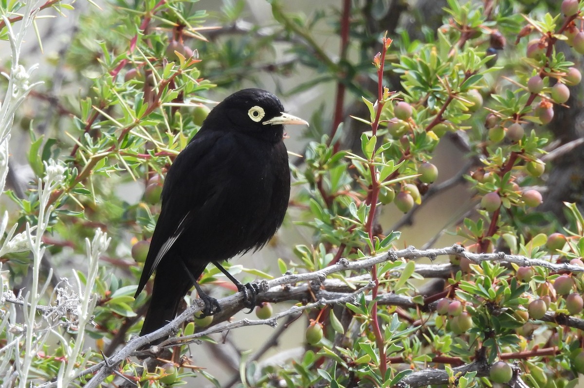 Spectacled Tyrant - ML647420148