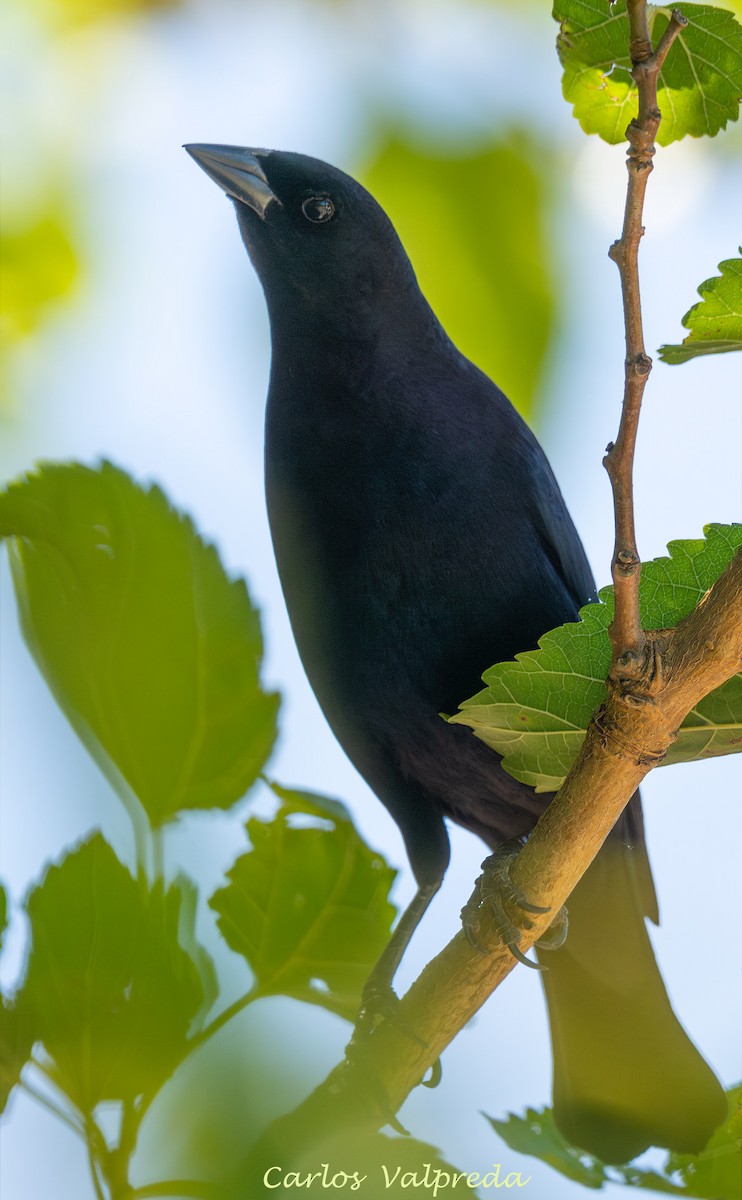 Shiny Cowbird - ML647420149