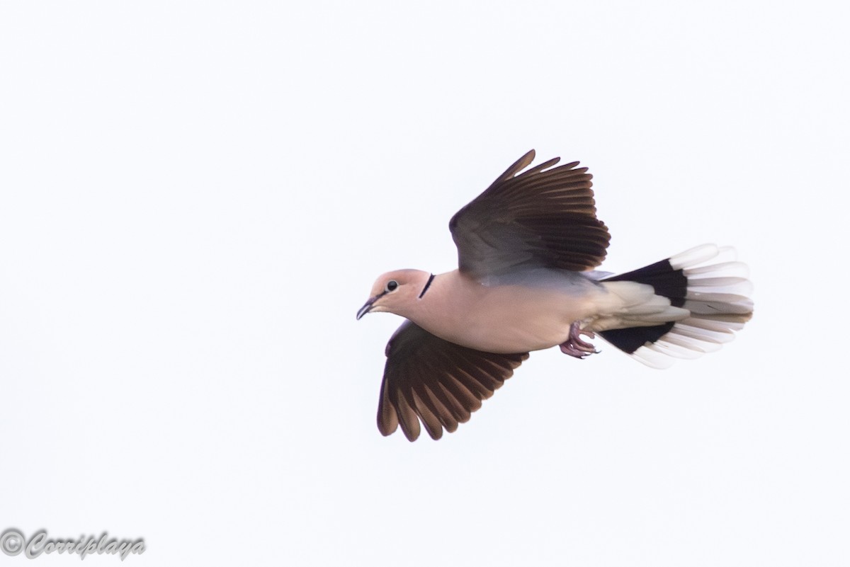 Vinaceous Dove - ML647420150