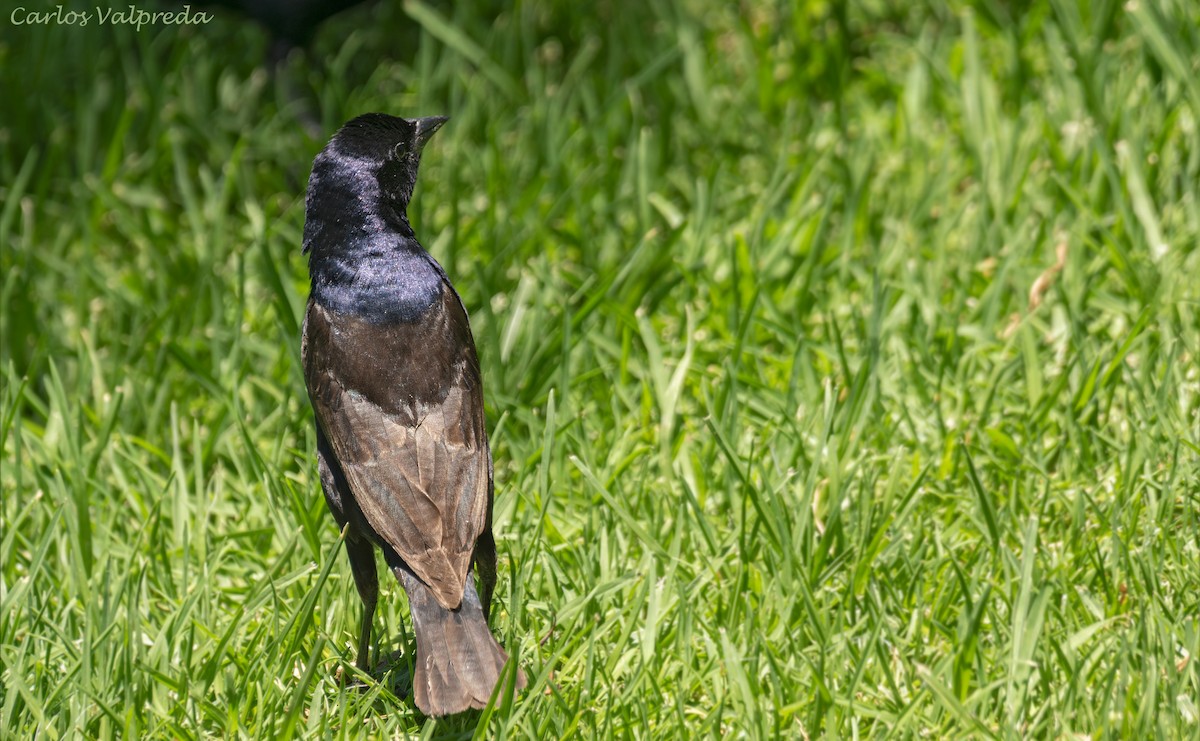 Shiny Cowbird - ML647420151