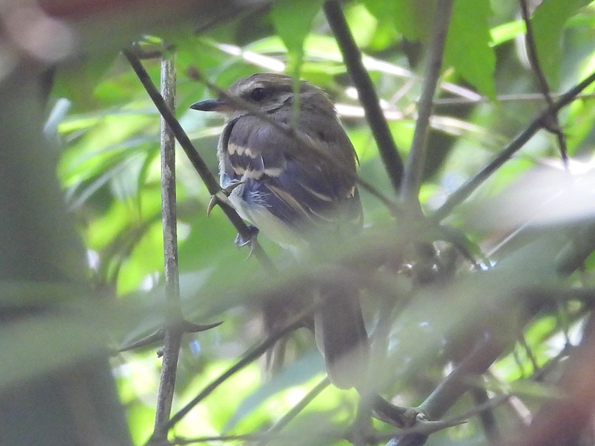 Fuscous Flycatcher - ML647420152