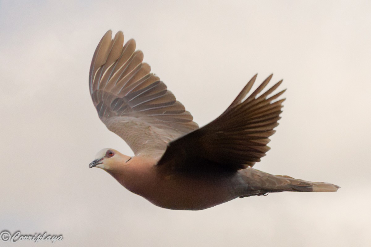 Red-eyed Dove - ML647420153