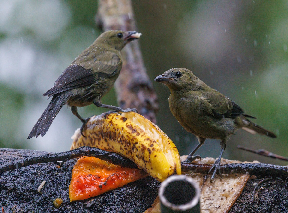 Palm Tanager - ML647420154