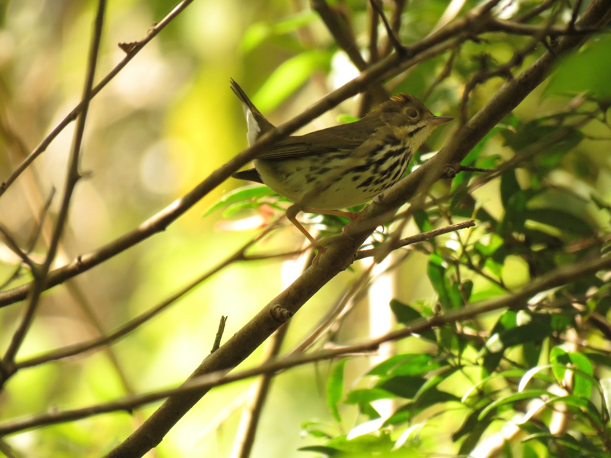 Ovenbird - ML647420155