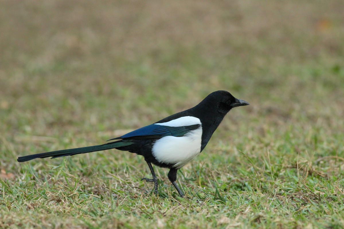 Eurasian Magpie - ML647420156