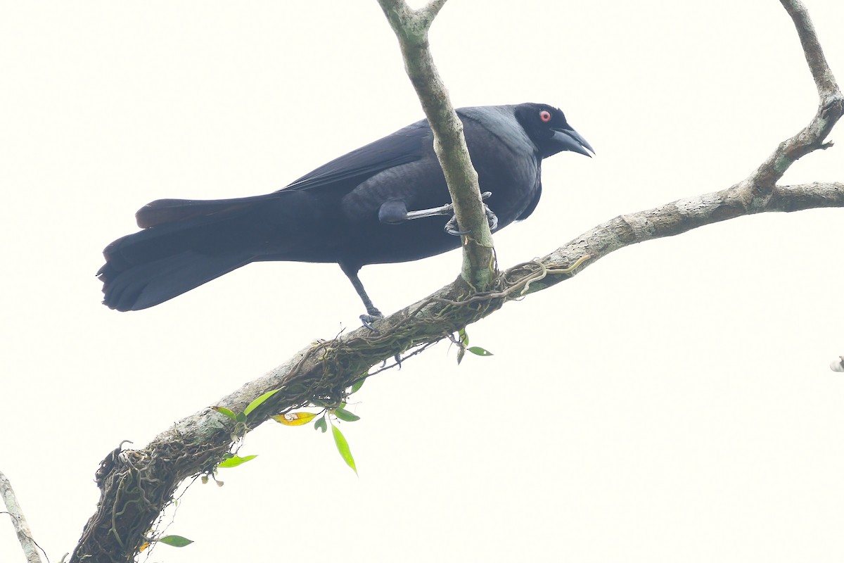 Giant Cowbird - ML647420157