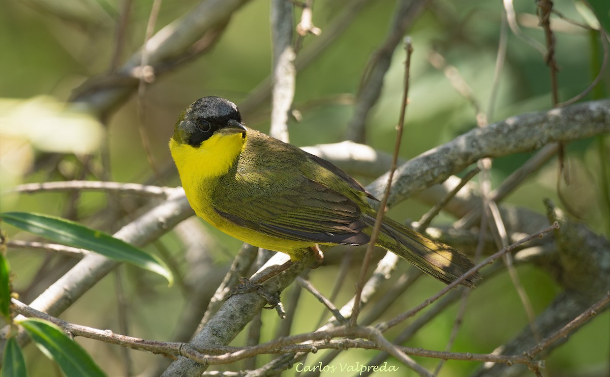 Southern Yellowthroat - ML647420159