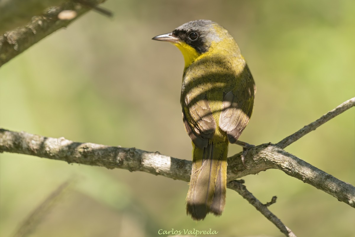 Southern Yellowthroat - ML647420163