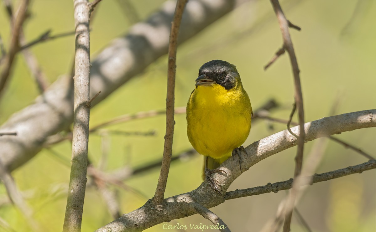 Southern Yellowthroat - ML647420166