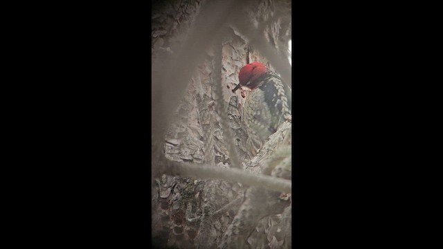 Red-breasted Sapsucker - ML647420168