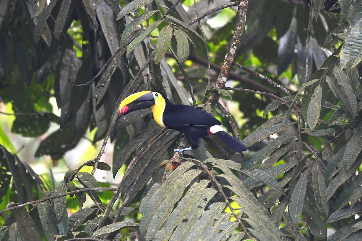 Choco Toucan - ML647420171