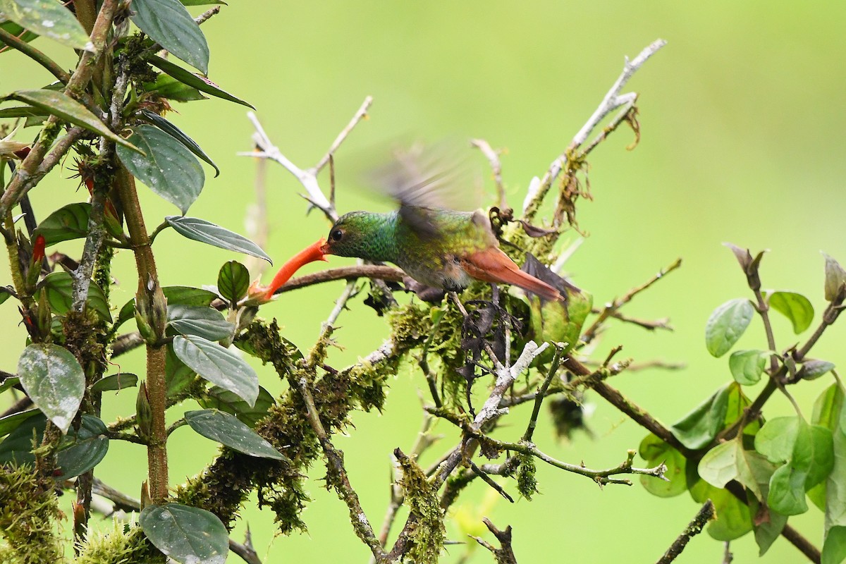 Rufous-tailed Hummingbird - ML647420186