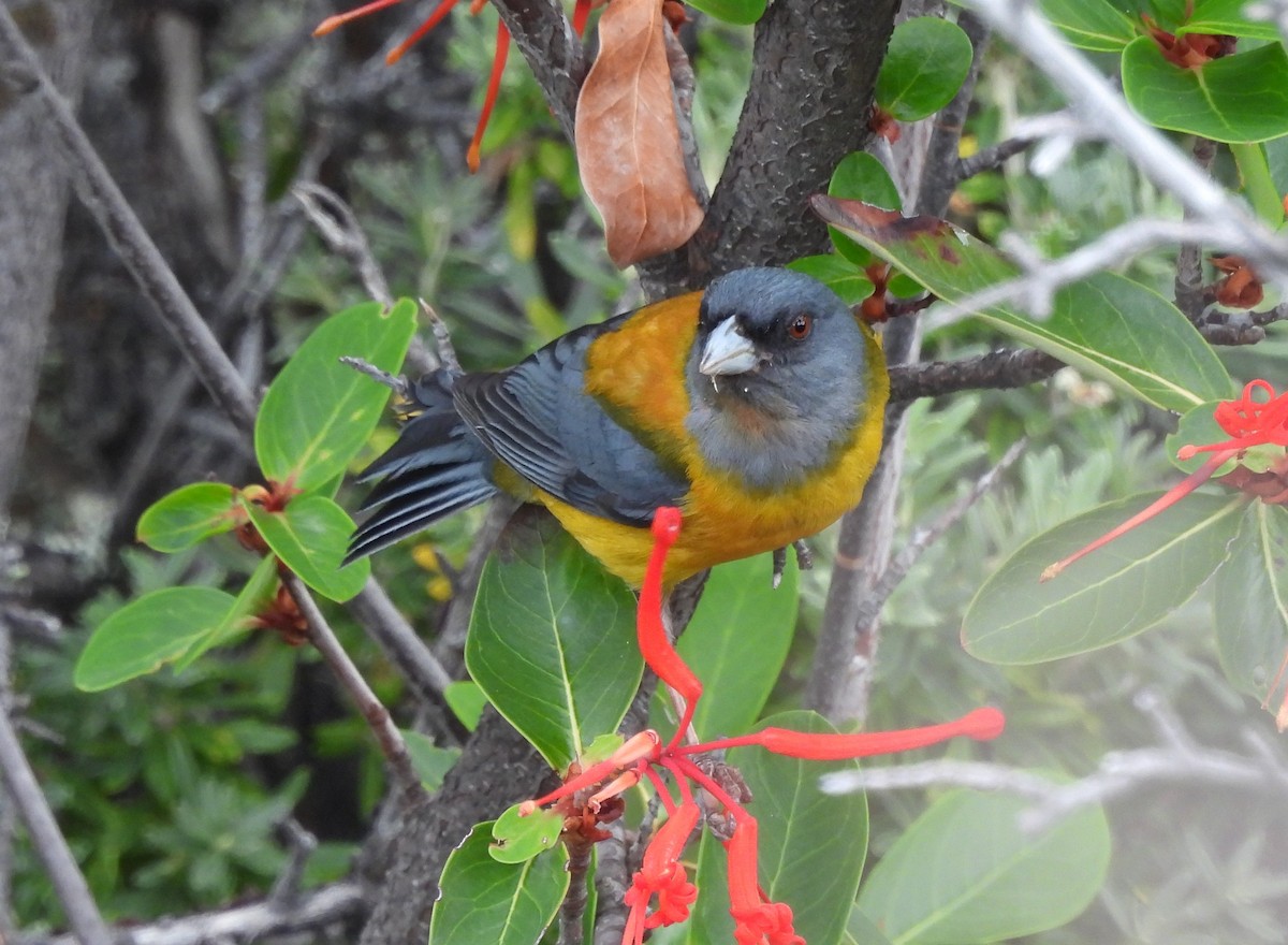 Patagonian Sierra Finch - ML647420192