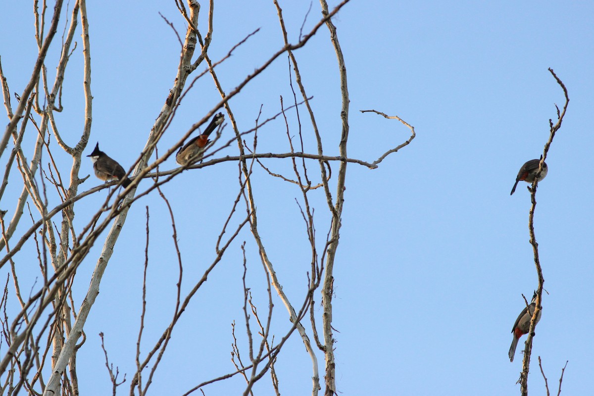 Red-whiskered Bulbul - ML647420193