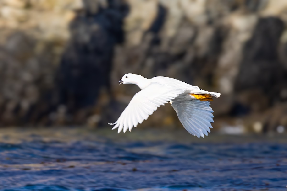 Kelp Goose - ML647420195