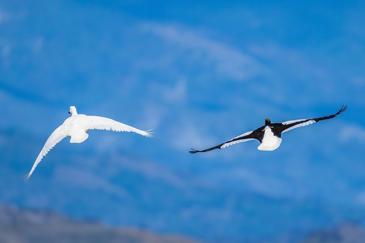 Kelp Goose - ML647420196