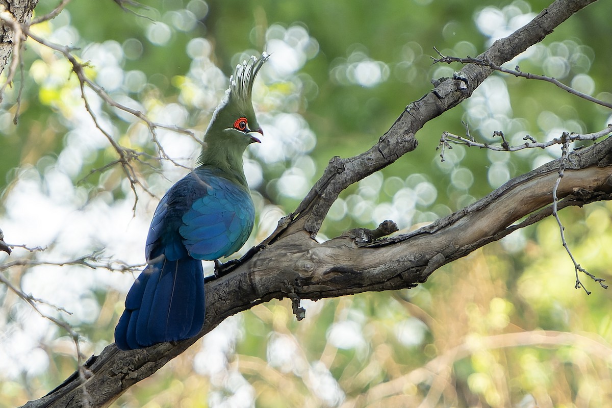Schalow's Turaco - ML647420197