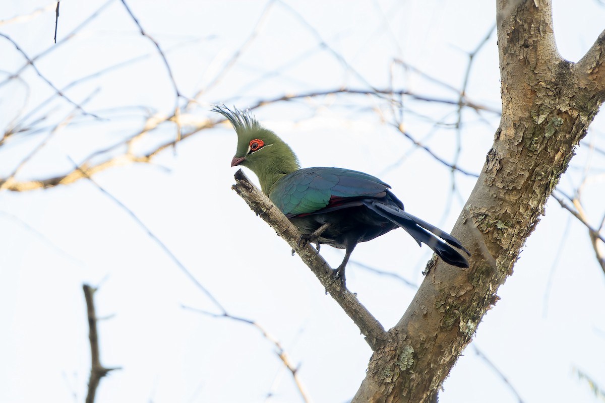Schalow's Turaco - ML647420198