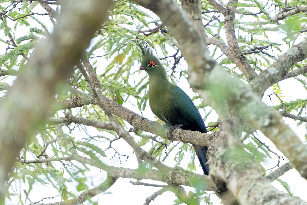 Schalow's Turaco - ML647420199