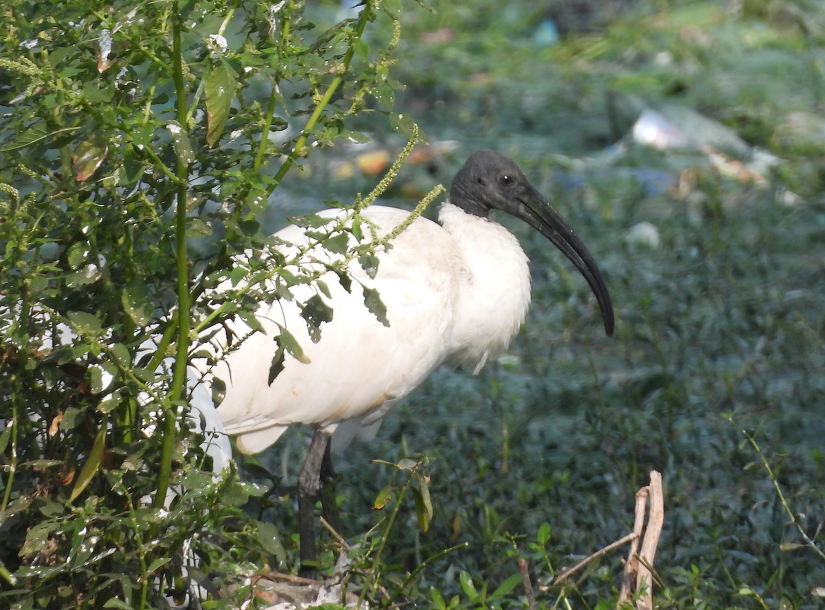 Хүрэн түрүүт билүүс - ML647420201