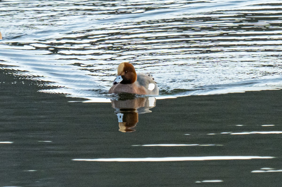 Зээрд нугас - ML647420202