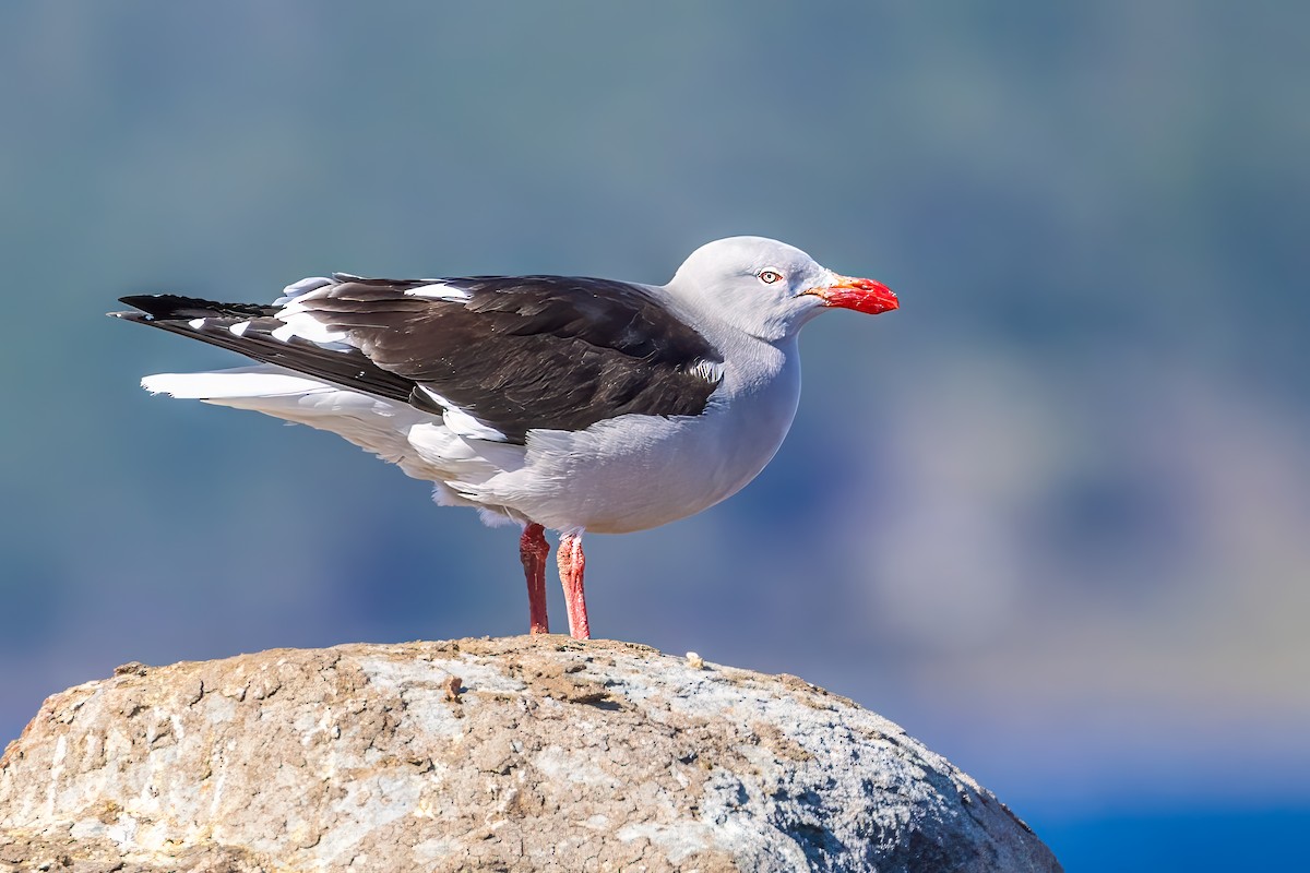 Dolphin Gull - ML647420203