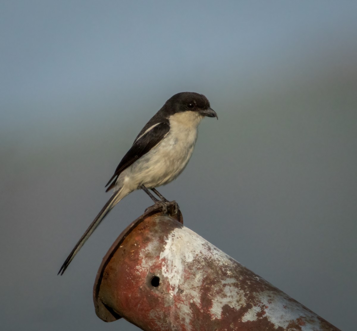 Southern Fiscal (Southern) - ML647420204