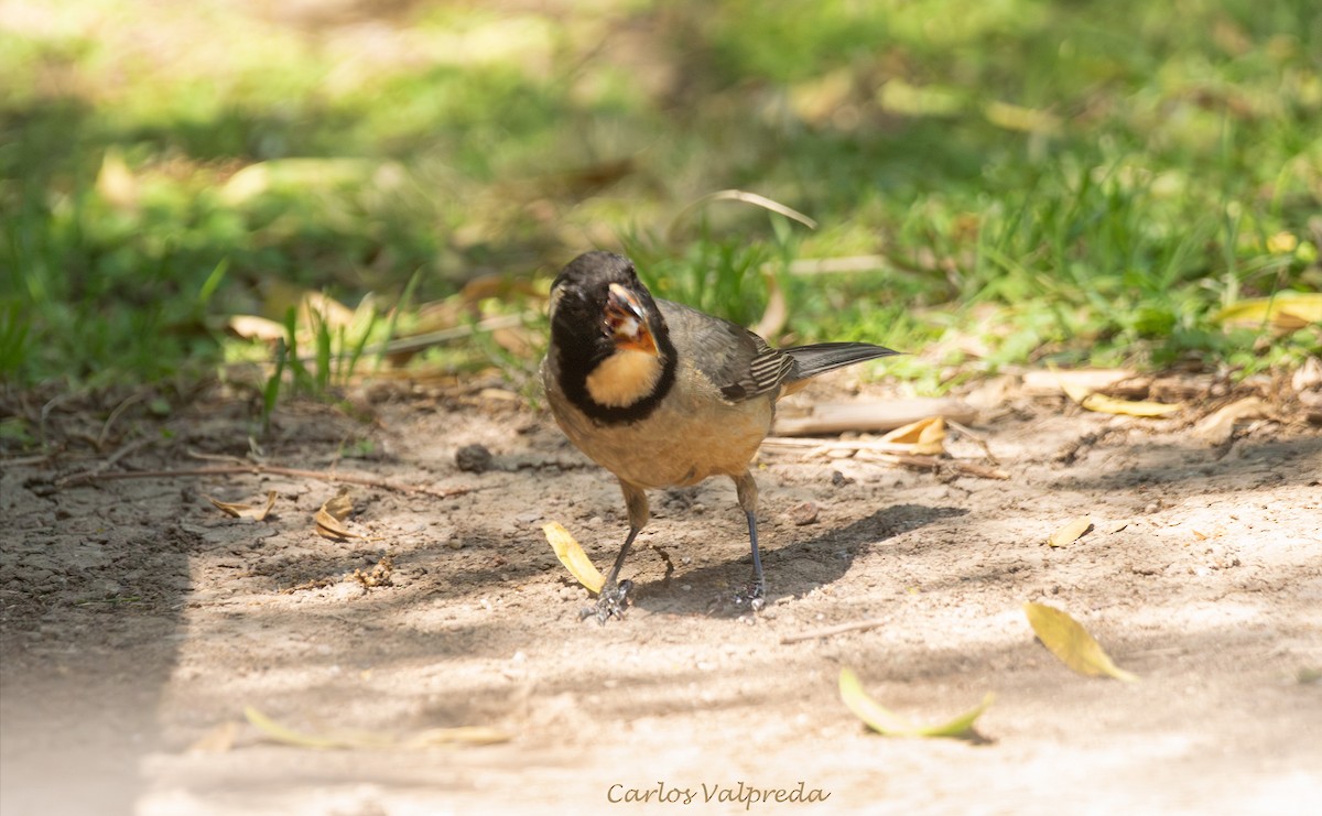 Golden-billed Saltator - ML647420205