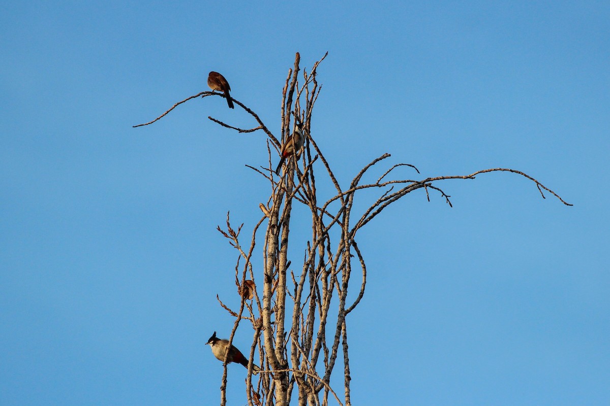 Red-whiskered Bulbul - ML647420206