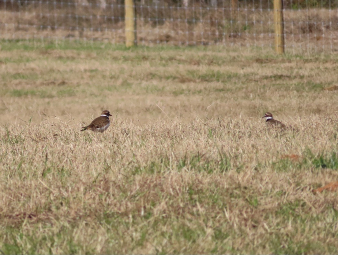 Killdeer - ML647420207
