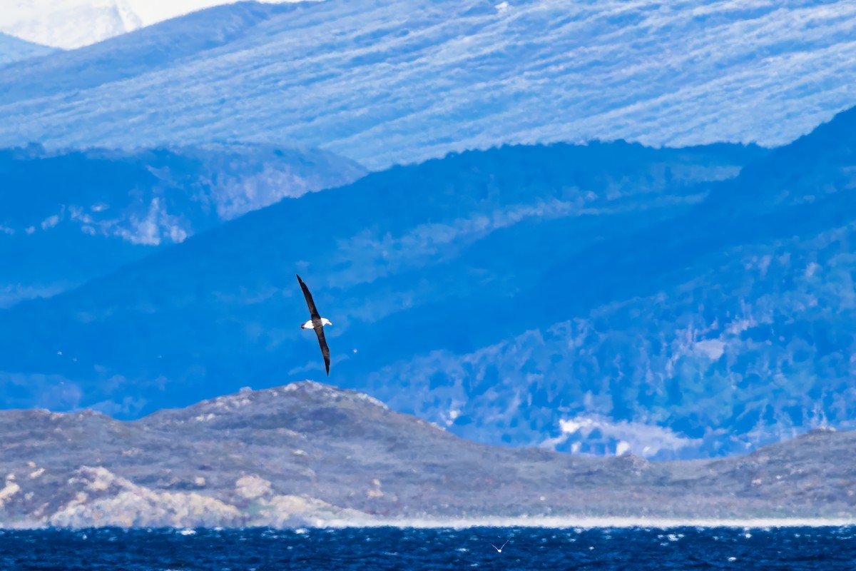 Black-browed Albatross - ML647420208
